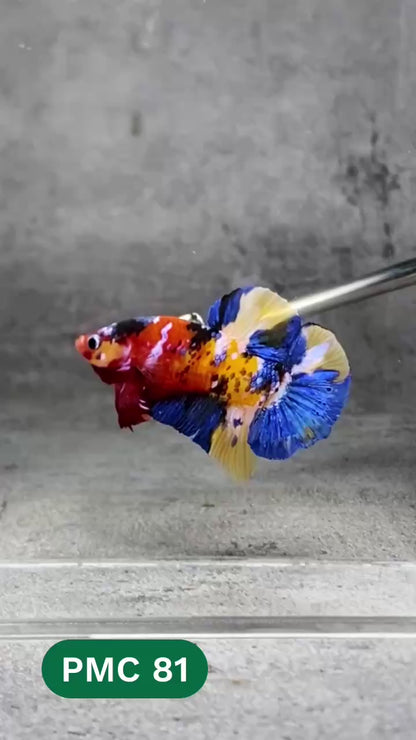 Multicolor Plakat Male Betta Fish |Show Grade|  You Pick Fish