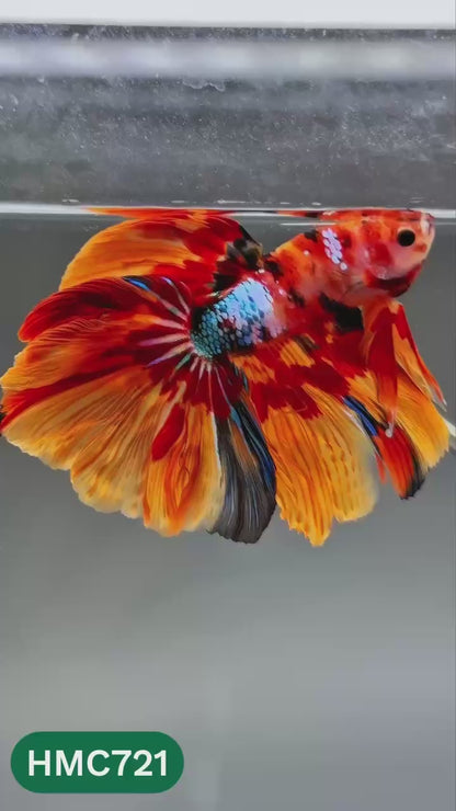 Multicolor Halfmoon Male Betta Fish | High Grade | Order Directly From Farm |  You Pick Fish |