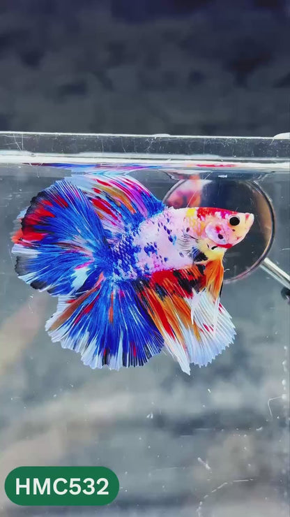 Nemo Halfmoon Male Betta Fish | Order Directly From Farm | You Pick Fish
