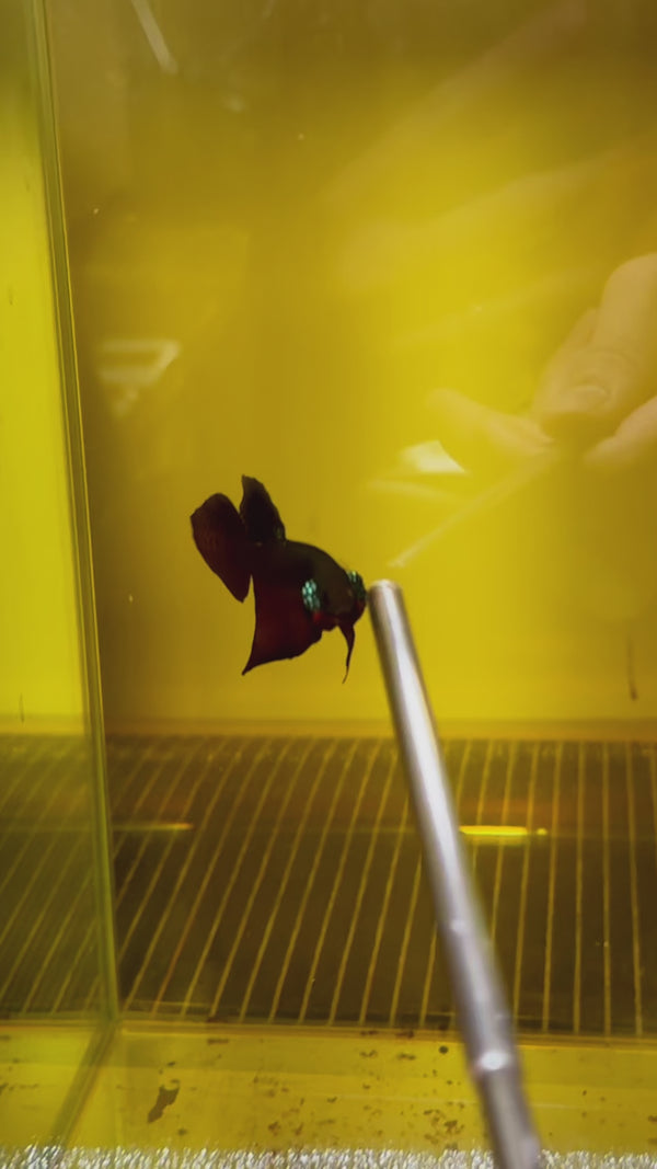 Wild Guitar Copper Smaragdina Male Betta Fish — Swimming Video