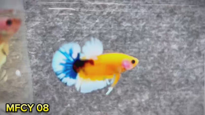 Yellow Fancy Male Betta Fish | Order Directly From Farm | You Pick Fish