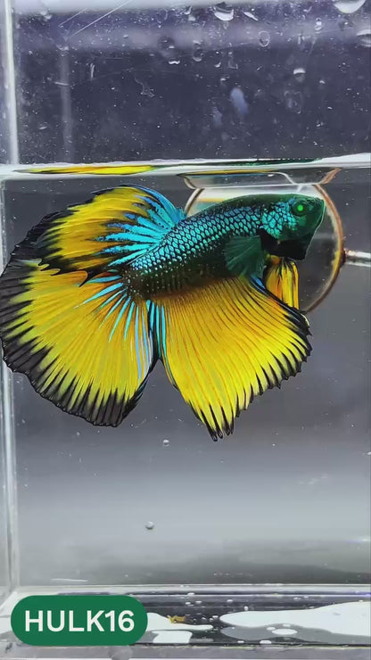 Black Hulk Halfmoon Male Betta Fish | You Pick Fish