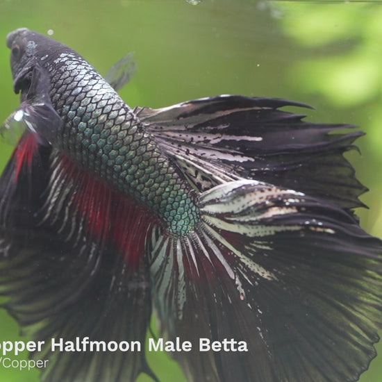 Black Copper Halfmoon Male Betta