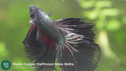 Black Copper Halfmoon Male Betta