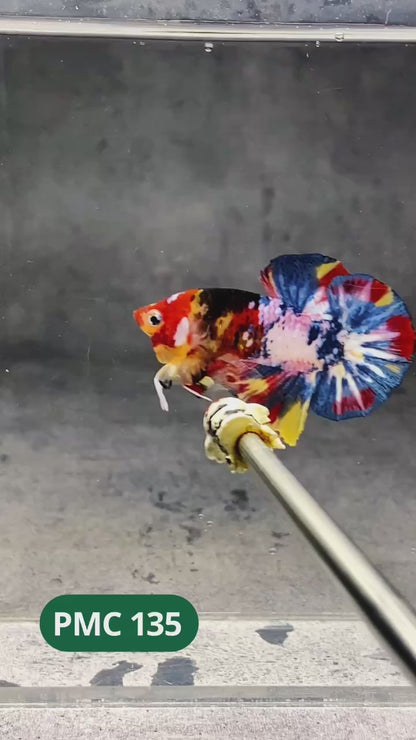 Multicolor Plakat Male Betta Fish |Show Grade|  You Pick Fish