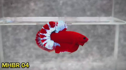 Hellboy Plakat Male Betta Fish | Order Directly From Farm | You Pick Fish