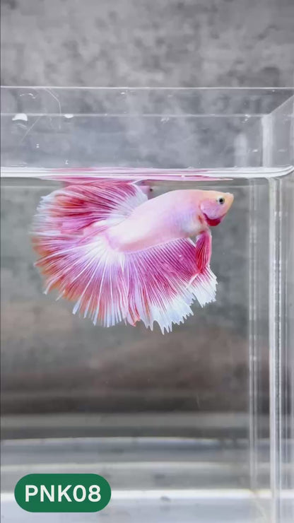 Pink Halfmoon Male Betta Fish | You Pick Fish | Order Directly From Farm