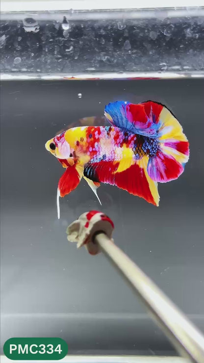 Multicolor Plakat Male Betta Fish | Show Grade |  You Pick Fish