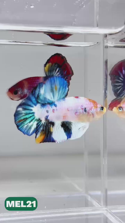 Metallic Plakat Betta Fish | You Pick Betta | Exotic Fish