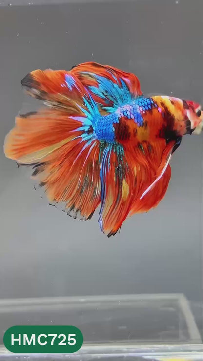 Multicolor Halfmoon Male Betta Fish | High Grade | Order Directly From Farm |  You Pick Fish |