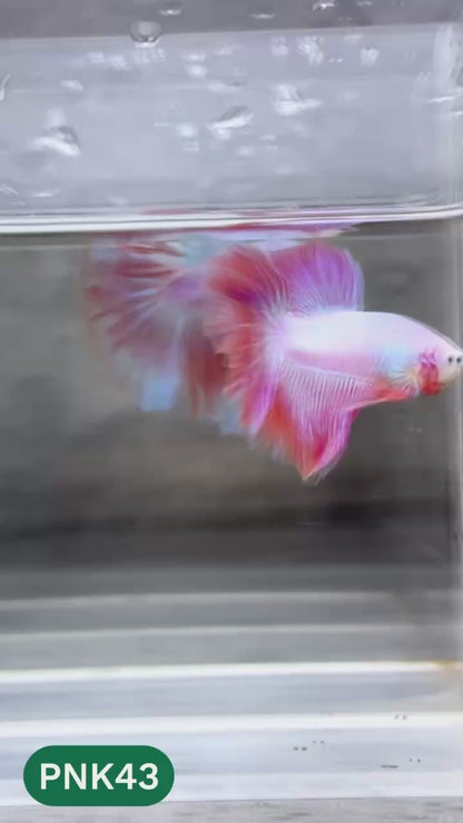 Pink Halfmoon Male Betta Fish | You Pick Fish | Order Directly From Farm