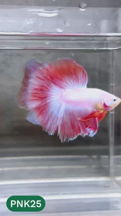 Pink Halfmoon Male Betta Fish | You Pick Fish | Order Directly From Farm