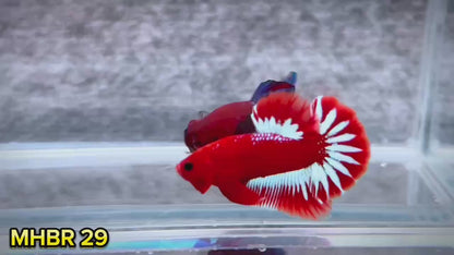 Hellboy Plakat Male Betta Fish | Order Directly From Farm | You Pick Fish