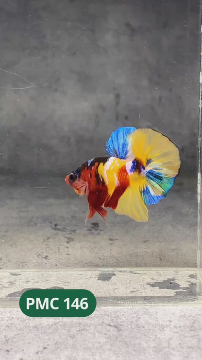 Multicolor Plakat Male Betta Fish |Show Grade|  You Pick Fish