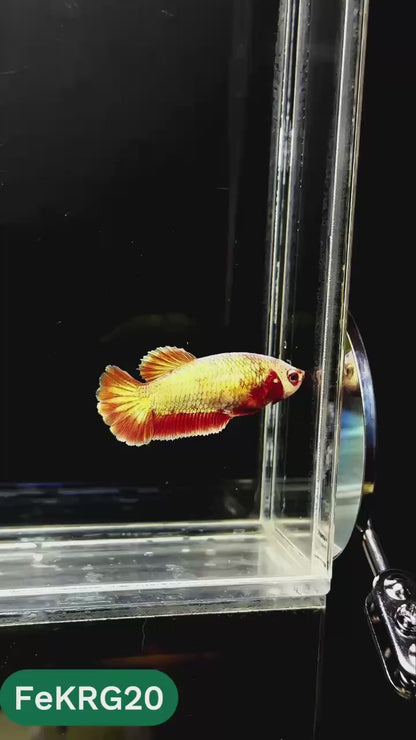 Koi Red Gold Female Betta Fish | You Pick Fish | High Grade