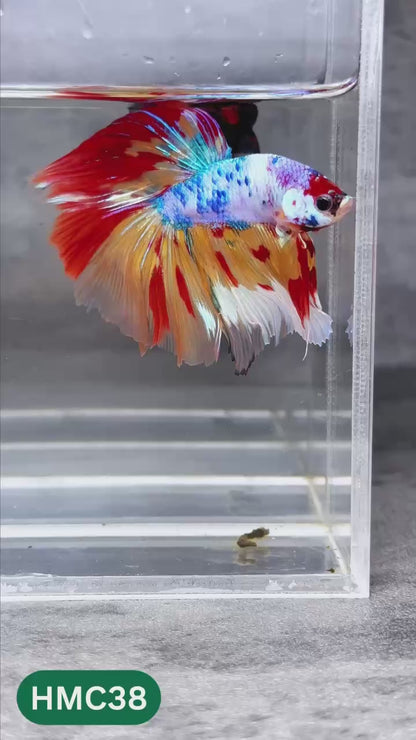 Multicolor Halfmoon Male Betta Fish | High Grade | Order Directly From Farm |  You Pick Fish |