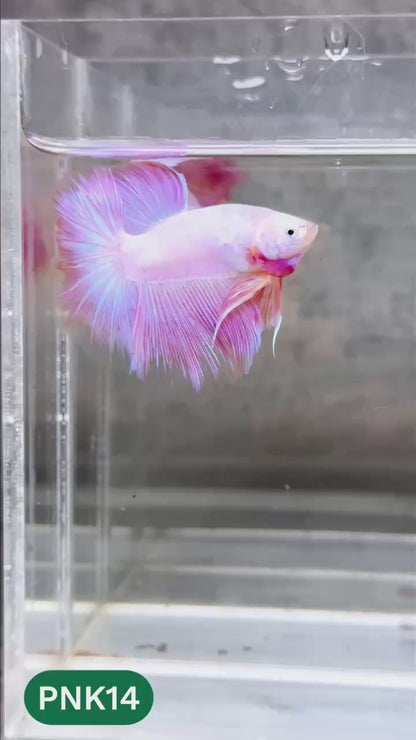 Pink Halfmoon Male Betta Fish | You Pick Fish | Order Directly From Farm