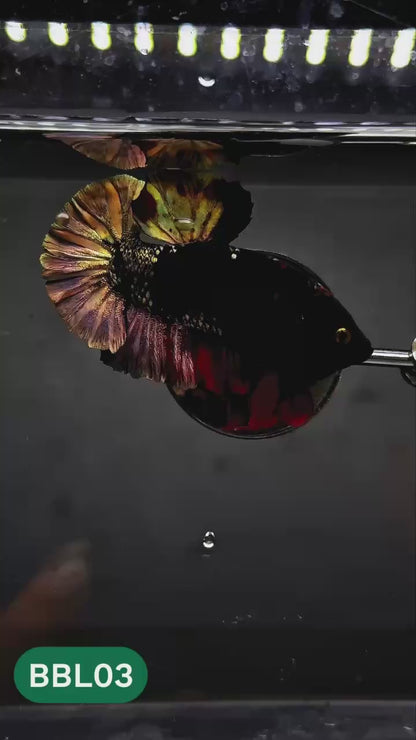 Black Panther Plakat Male Betta Fish | You Pick Fish | Rare Betta