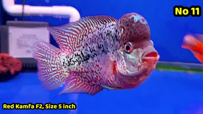 King Kamfa Flowerhorn Cichlid | You Pick Fish |