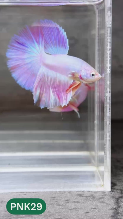 Pink Halfmoon Male Betta Fish | You Pick Fish | Order Directly From Farm