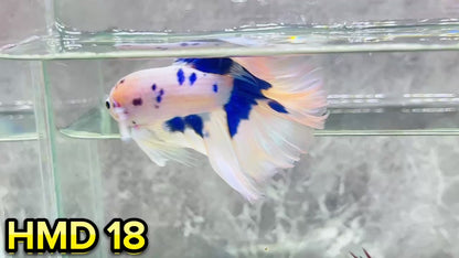 Blue Marble Dot Halfmoon Male Betta Fish | Order Directly From Farm | You Pick Fish