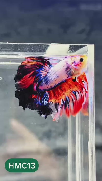 Multicolor Halfmoon Male Betta Fish | Order Directly From Farm | You Pick Fish