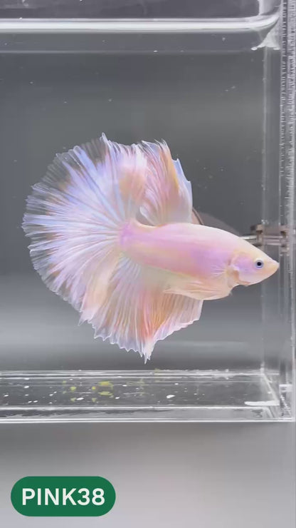 Pink Halfmoon Male Betta Fish | You Pick Fish | Order Directly From Farm