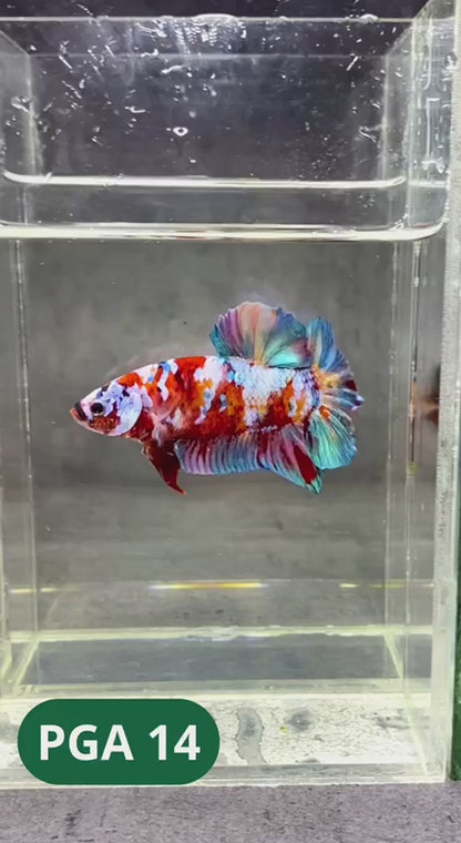 King Giant Plakat Male Betta Fish | You Pick Fish | High Grade
