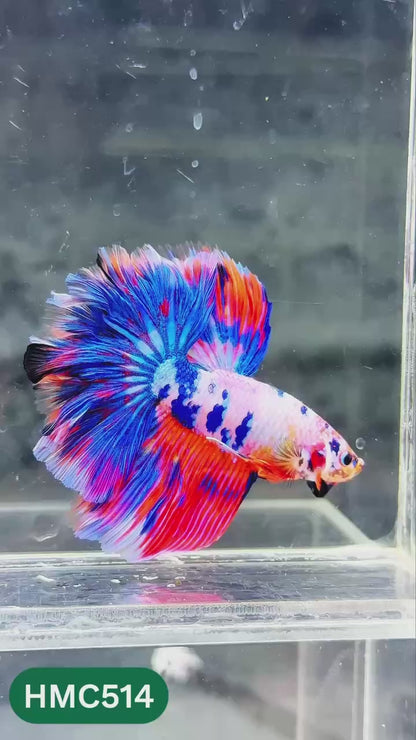 Nemo Halfmoon Male Betta Fish | Order Directly From Farm | You Pick Fish