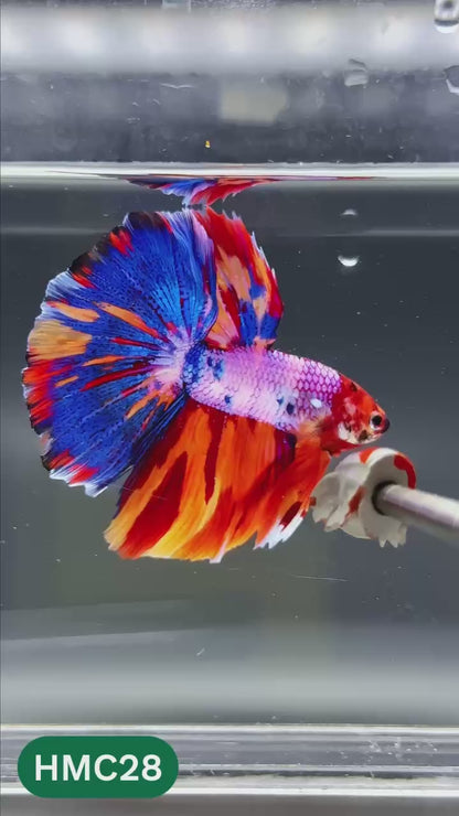 Multicolor Halfmoon Male Betta Fish | High Grade | Order Directly From Farm |  You Pick Fish