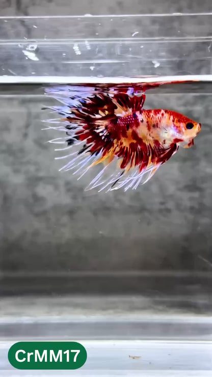 Crowntail Multicolor Male Betta Fish | High Grade | You Pick Fish |