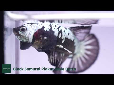 Black Samurai Plakat Male Betta Fish