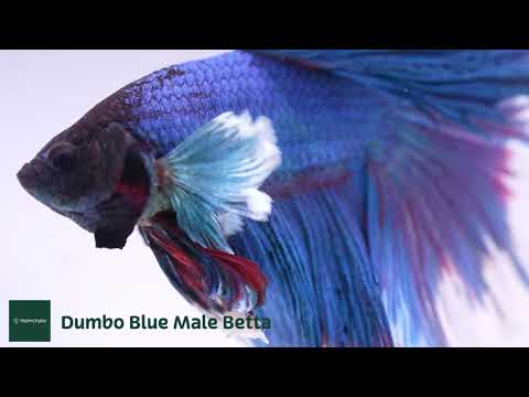 Dumbo Blue Butterfly Halfmoon Male Betta Fish