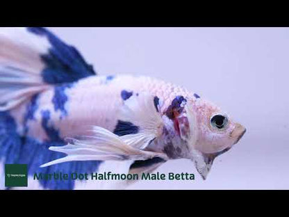 Blue Marble Dot Halfmoon Male Betta Fish | Grower Pick