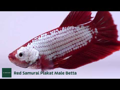 Red Samurai Plakat Male Betta