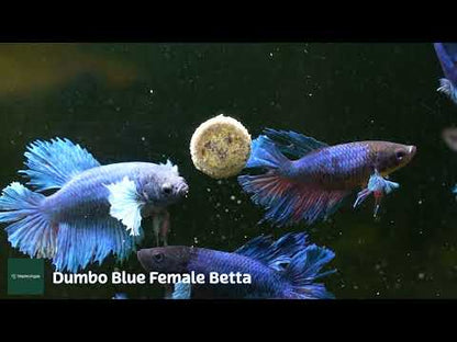 Dumbo Blue Female Betta Fish