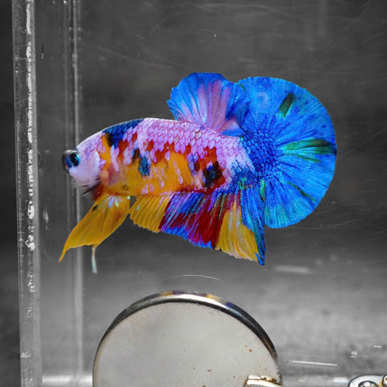 Koi Multicolor Candy Plakat Male Betta Fish