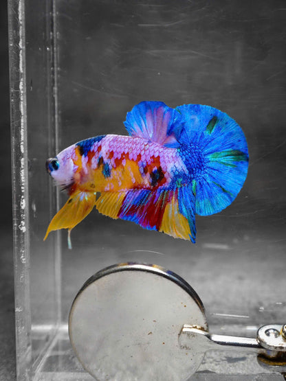 Koi Multicolor Candy Plakat Male Betta Fish
