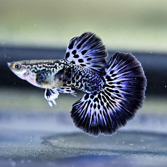 Purple Ivory Mosaic Guppy Fish