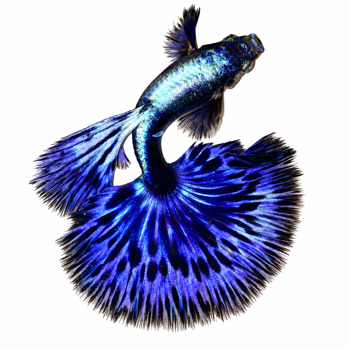 Purple Ivory Mosaic Guppy Fish