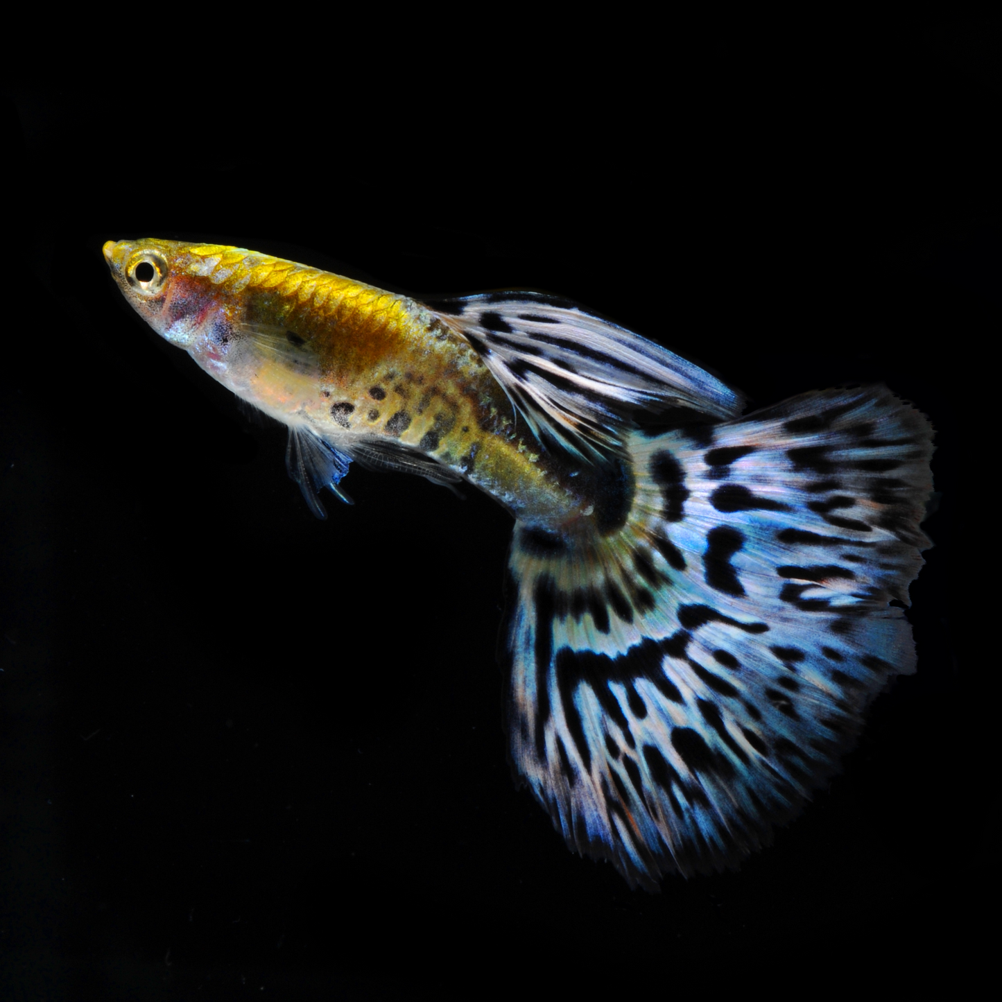 Purple Ivory Mosaic Guppy Fish