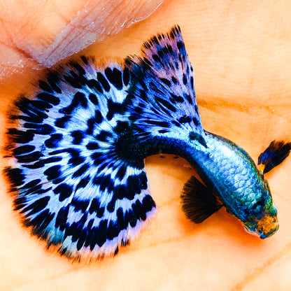 Purple Lavender Mosaic Fancy Guppy Fish