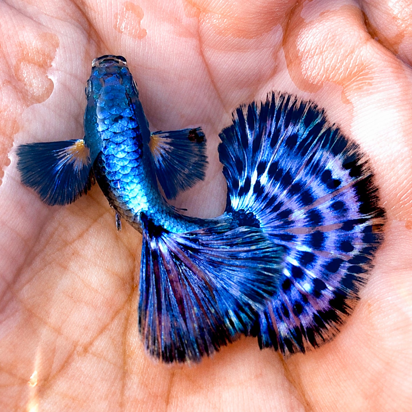 Purple Lavender Mosaic Fancy Guppy Fish