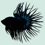Black Orchid Crowntail Male Betta Fish
