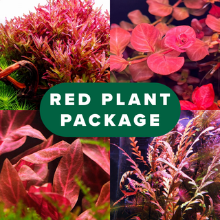 Red Aquarium Plant Package