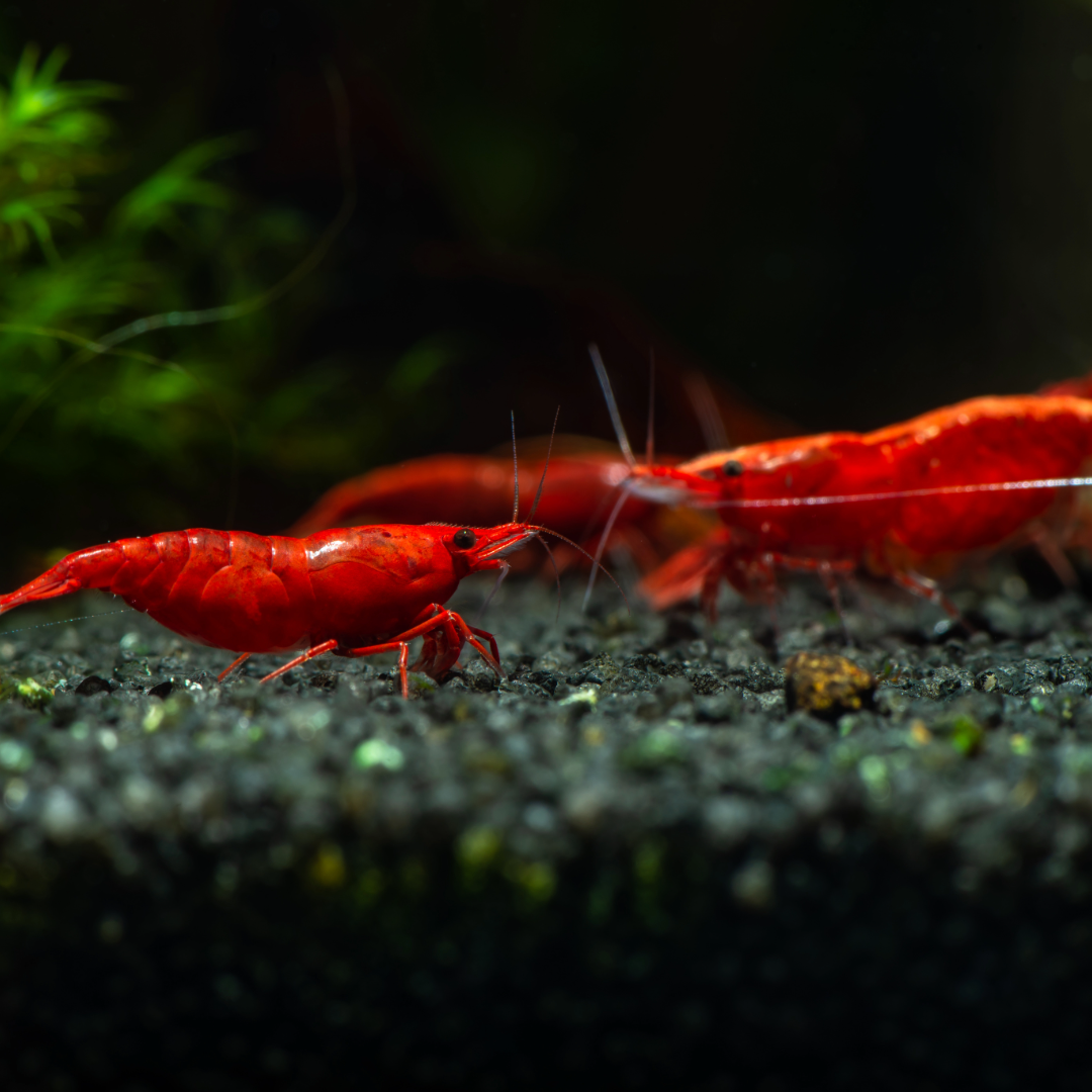 Red Cherry Neocaridina Freshwater Shrimp