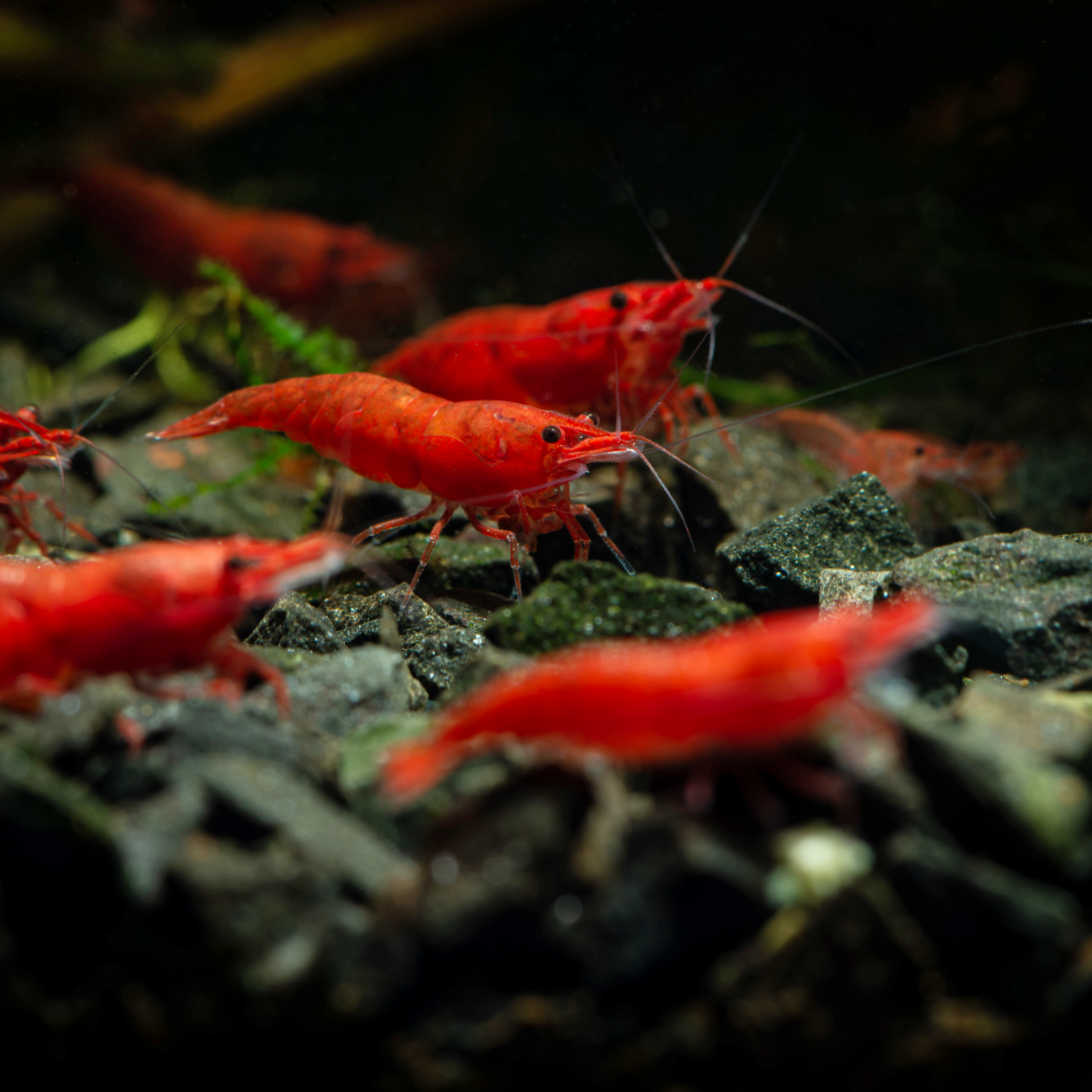 Red Cherry Neocaridina Freshwater Shrimp