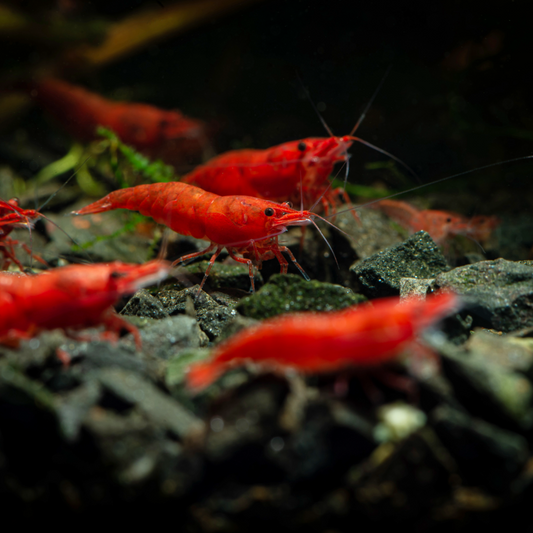 Red Cherry Neocaridina Freshwater Shrimp