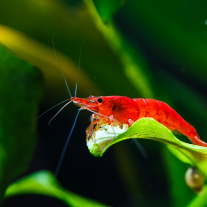 Red Cherry Neocaridina Freshwater Shrimp