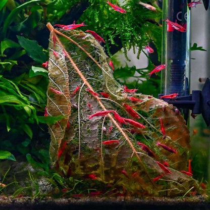 Fire Red Neocaridina Shrimp